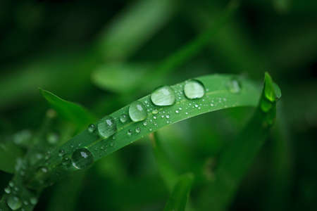 Morning dewの写真素材