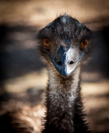 Emu headの写真素材