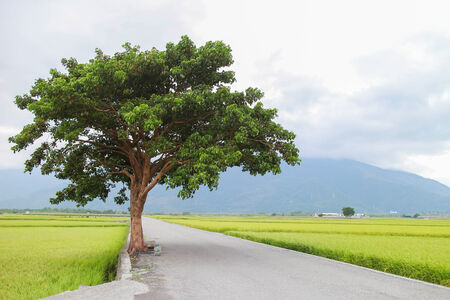 country road with treeの写真素材