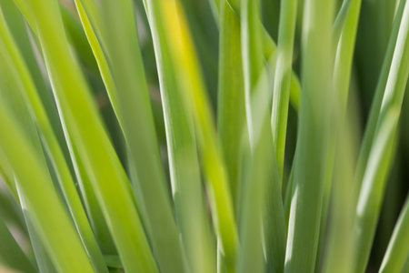 green onions  macroの写真素材