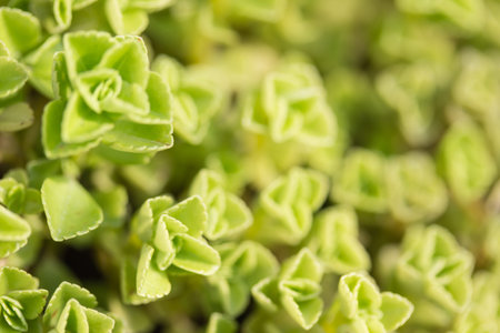 green leaves background