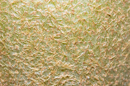 kiwi fruit peel macro textureの写真素材