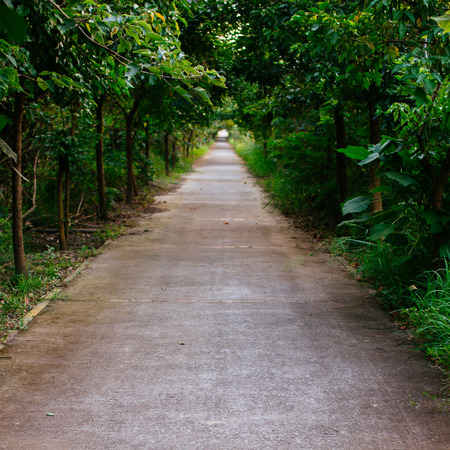 path in the forestの写真素材