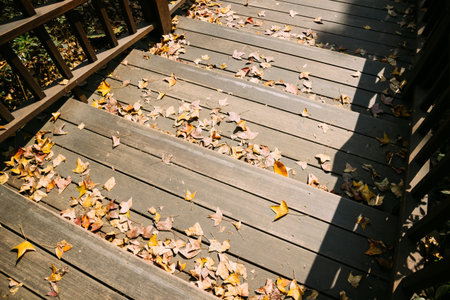 autumn leaves