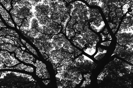 trees silhouetteの写真素材