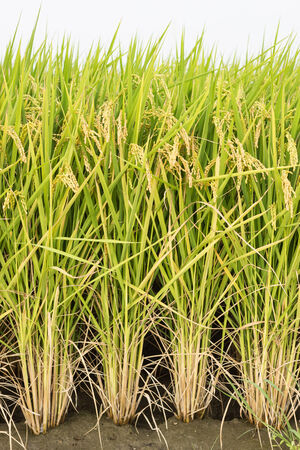 paddy field の写真素材