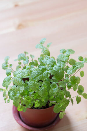 mint leavesの写真素材