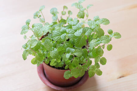 mint leavesの写真素材