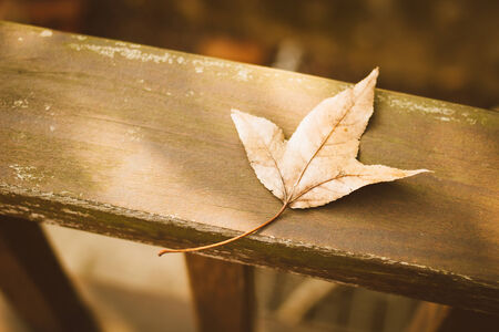 autumn leaves vintage retroの写真素材