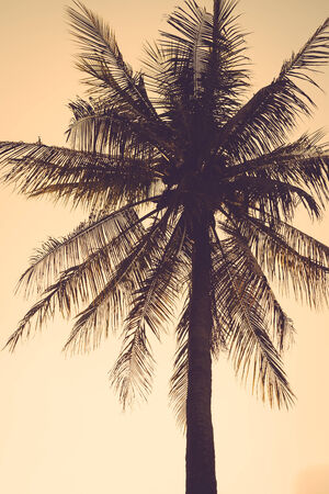 coconut palm tree silhouette sunset vintage retroの写真素材