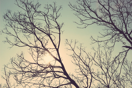 tree silhouette vintage retroの写真素材