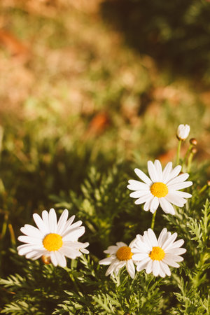 flower meadow vintage retro