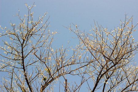 plum tree blossom flowerの写真素材