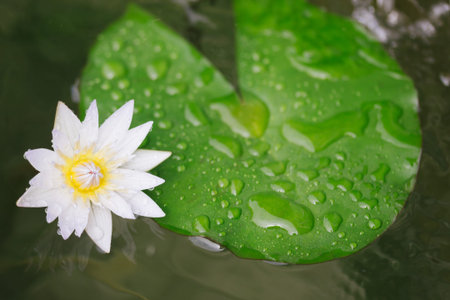 white lotus flower leaf