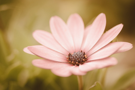 flower meadow vintage retroの写真素材