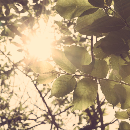 sunlight leavesの写真素材