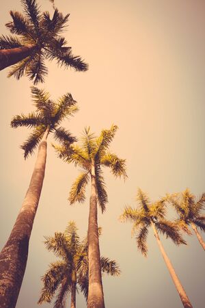 coconut palm tree sunset silhouette vintage retroの写真素材