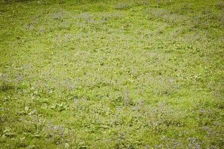 flower meadow vintage retro