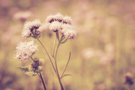 flower meadow vintage retro