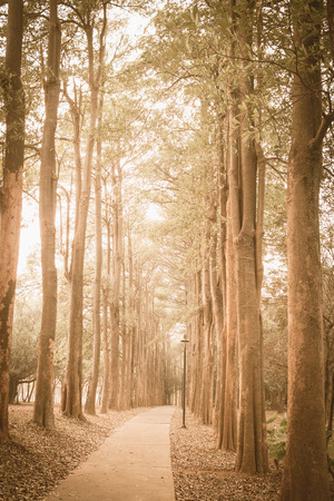 path in the parkの写真素材