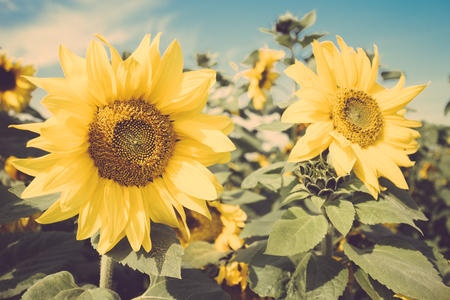 sunflower flower field vintage retroの写真素材