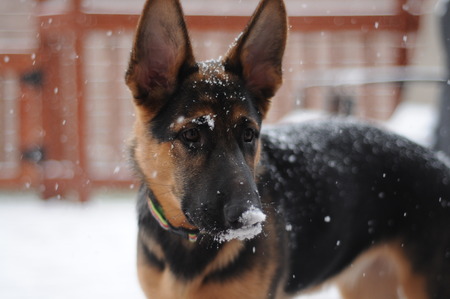 German Shepherd Dogの写真素材