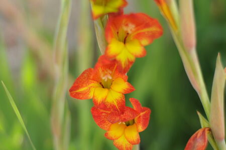 Tropical Flowerの写真素材