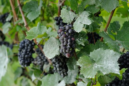 Grapes on a vineの写真素材