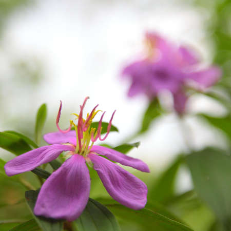 Purple Flowersの写真素材