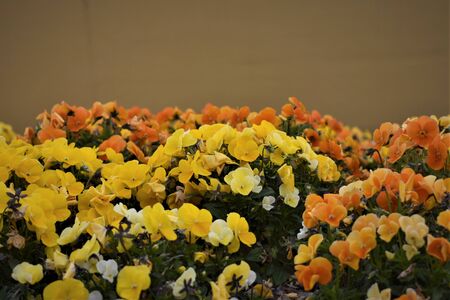 Springtime Flowersの写真素材