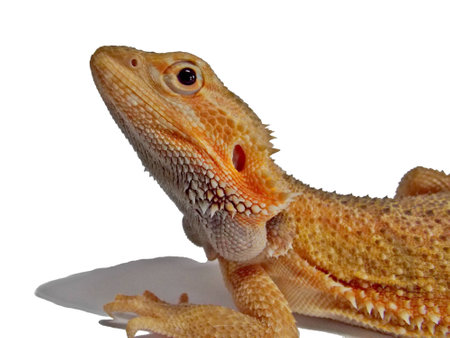 bearded dragon on white backgroundの写真素材