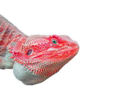 pink bearded dragon lizard with blue eyesの写真素材