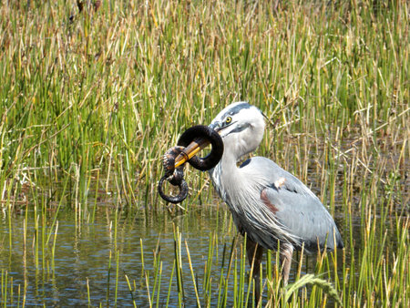 A Great Blue Heron (Ardea herodias) attempting to eat a water banded snake