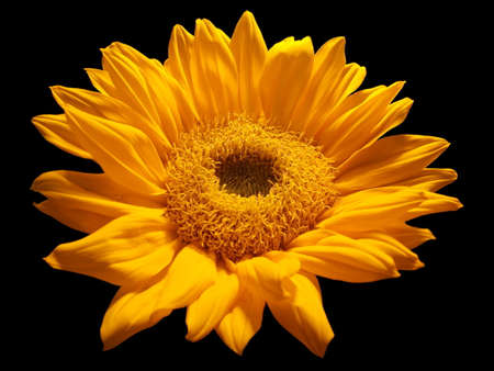 Sunflower isolated  with black backgroundの写真素材