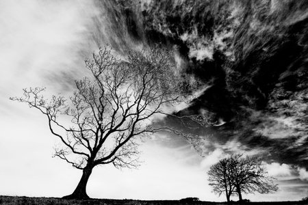 Monochrome silhouette of bare tree against a winter skyの写真素材