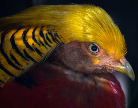 Coolest looking bird at the zooの写真素材