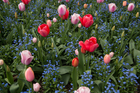 colourful garden beds with an abundance of beautiful flowersの写真素材