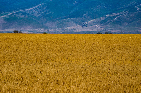 Wheat fields in rural South Australia are ready to be harvested.の写真素材