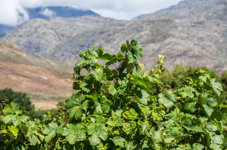 The Cape Winelands region is the premier wine producing area of South Africaの写真素材