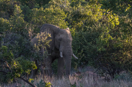 Elephant in the wild at  the Welgevonden Game Reserve in South Africaの写真素材