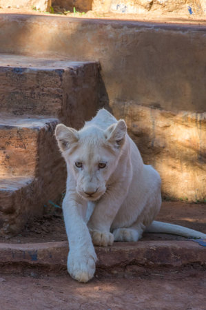 African White Lion cubs relax in the midday sunの写真素材