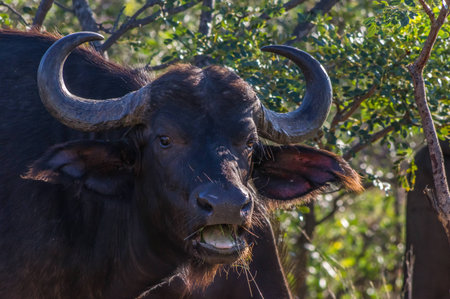 African Buffalo grazing through the trees at the Welgevonden Game Reserve in South Africaの写真素材