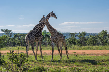 Giraffe teaching her offspring to fight in the Welgevonden Game Reserve in South Africaの写真素材