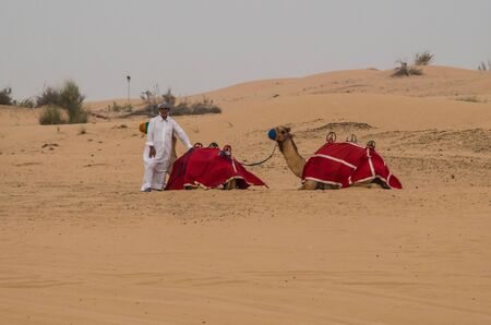 Dubai United Arab Emirates 15 May 2014 Camel rides  in the  desert's  of Dubai the global city  of UAEのeditorial素材