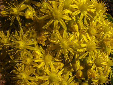 Wildflowers growing in the South Australian coastline showing bright yellow coloursの写真素材