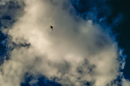 Bird is a silhouette against the sky backgroundの写真素材