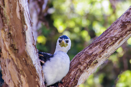 Masked Lapwing or Plover bird is a large and common bird that is native to Australiaの写真素材