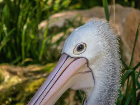 Australian Pelican close up of face in captivity at the Adelaide zooの写真素材