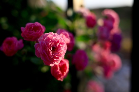 Flowerの写真素材