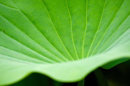 lotusの写真素材